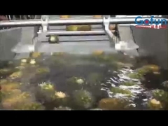 রস ঘনত্ব এবং আরো জন্য উচ্চ উত্পাদনশীল আনারস প্রক্রিয়াকরণ লাইন